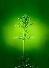 A detailed view of a vibrant green leaf covered with water droplets