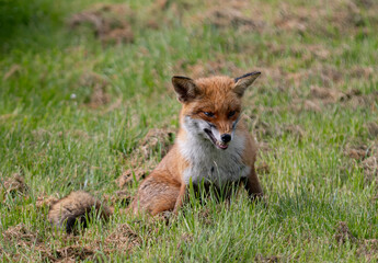 Red fox in a green grassy meadow