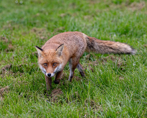 Red fox walking in a green grassy meadow