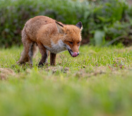 Red fox walking in a green grassy meadow