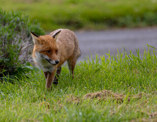 Red fox walking in a green grassy meadow