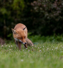 Red fox in a green grassy meadow