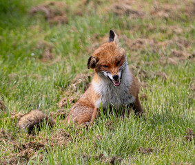 Red fox in a green grassy meadow
