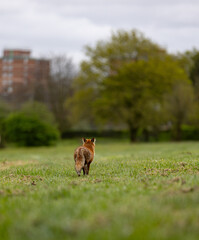 Red fox walking in a green grassy meadow