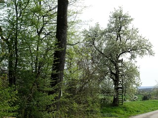 Fototapeta premium an open road is bordered by green trees and rocks with a staircase on the side