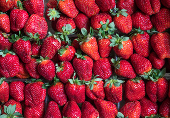 Close up shot of the cultivated strawberries in the market counter