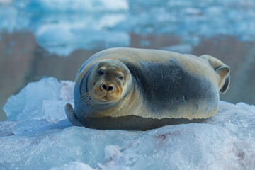Arctic sea lion