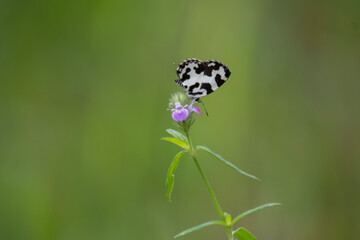 Castalius rosimon, the common Pierrot, is a small butterfly found in India that belongs to the lycaenids, or blues family