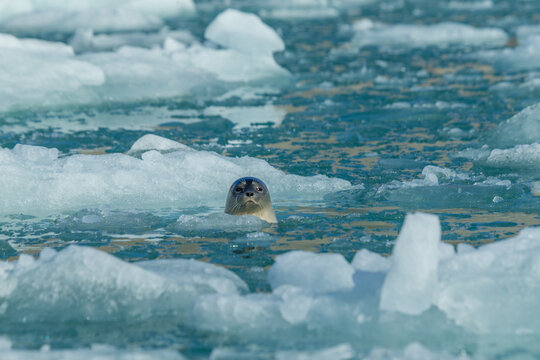 Arctic sea lion