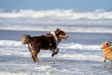 Border collie dog running and enjoying the sun at the sand beach. Dog having fun at sea in summer.        

