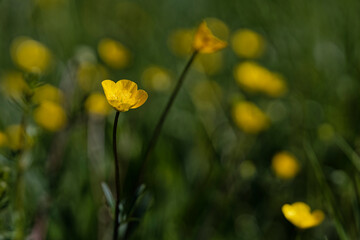 Bright yellow buttercup flowers blossom in a sunny field.