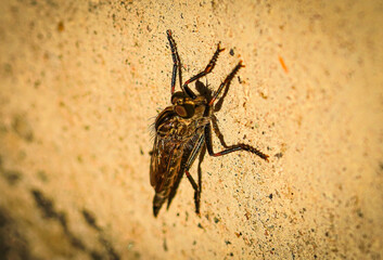 Closeup macro of a robber fly.