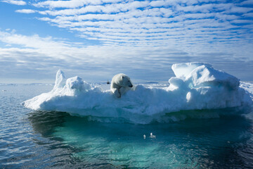 The Arctic polar bear