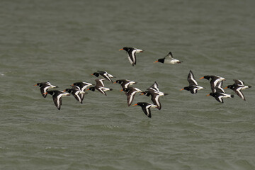 Flock of Oystercatcher birds soaring over the sunny ocean