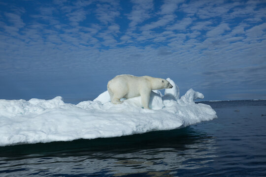 The Arctic polar bear