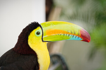 Close-up of a colorful toucan's head and distinctive long beak