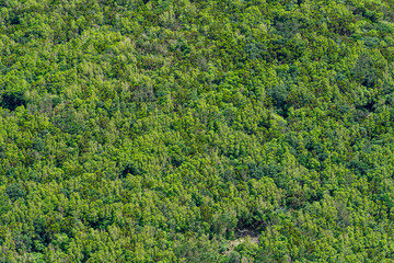 Background of vegetation zone with various shades of green. S&atilde;o Jorge, Azores.