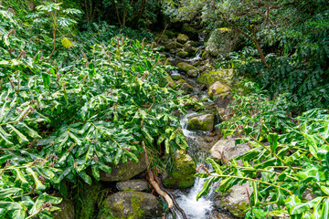 Obraz premium surrounding area of the Fajãs de Santo Cristo route on the PR1 trail. Green landscape. São Jorge Island-Azores-Portugal