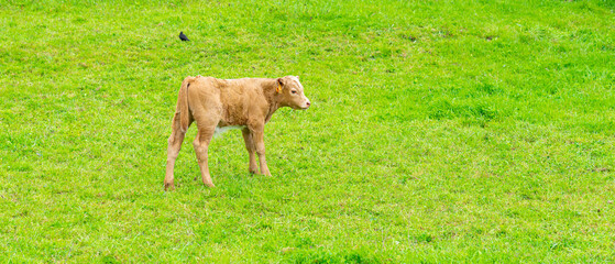 cows, oxen, bulls and calves in the pastures near Fajã de santo Cristo. São Jorge Island-Azores-Portugal © Pedro Emanuel 