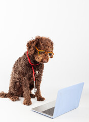 Adorable dog with glasses and a stethoscope by laptop