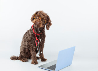 Adorable dog with glasses and a stethoscope by laptop