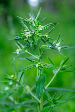 Lithospermum officinale. Plant with white petaled flowers of Sun Millet. Grains of Love. Tears of David.