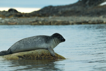 Fototapeta premium Antarctic Sea lion 