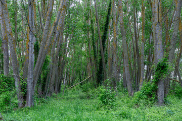 Poplar forest with some Beggar's Grass and Ivy plants in spring. Clematis vitalba. Hedera helix, Río Bernesga, León, Spain.