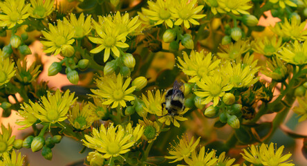 Closeup shot of blooming yellow flowers and a bumblebee buzzing around