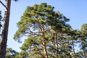 Scots pine in the Bosque de Valsain, Parque Nacional de la sierra de Guadarama