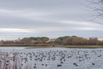 Villafafila Lagoons in Castilla y Leon, Spain