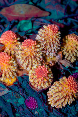 Male flowers of the Nutmeg tree or Balanophora fungosa growing naturally