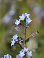 Field forget-me-not, Myosotis arvensis, also known as Common forget-me-not, wild flower from Finland
