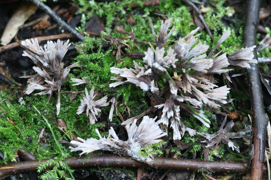 Thelephora anthocephala, commonly known as eartfan or fiber fan, wild fungus from Finland