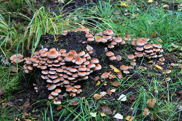 Hypholoma lateritium, commonly known as brick tuft or brick cap, wild mushroom from Finland