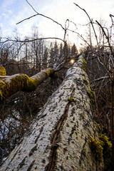 Fallen tree on the forest floor among other trees