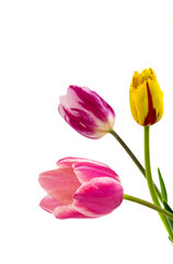 Flowers in vase against wall