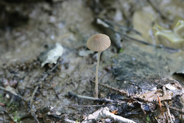Coprinus aquatilis, ink cap mushroom from Finland, no common English name