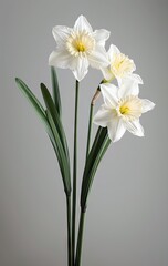 Beautiful Daffodil flowers in full bloom, minimalistic photograph view, professional, created with AI