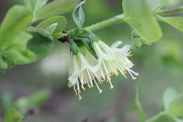 Lonicera caerulea, known as blue honeysuckle, sweetberry honeysuckle, fly honeysuckle,  blue-berried honeysuckle or honeyberry