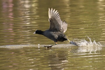 Coot running across a lake