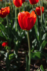 Beautiful red flowers, tulips close-up