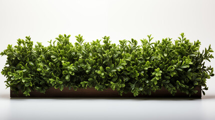 Obraz premium green grass on a white background