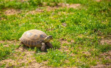 Turtle in the steppe of Kazakhstan. Turtle in the grass.