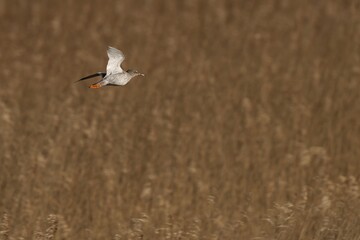 Common Redshank flying over tall grassland in sky