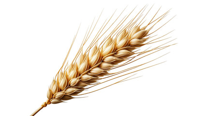 Dry wheat ear, grain isolated on white background