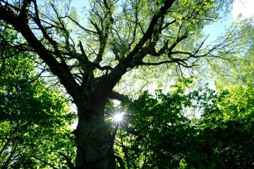 Close up of branches of big oak tree