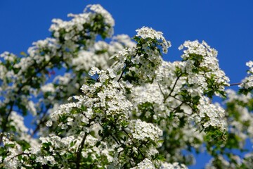 Close up of branch with blooming white flowers of Crataegus commonly called hawthorn, quickthorn, thornapple, May-tree, whitethorn, Mayflower or hawberry.