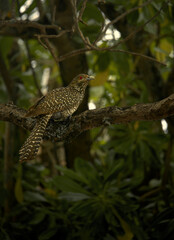 Female Asian Koel perched on a tree branch