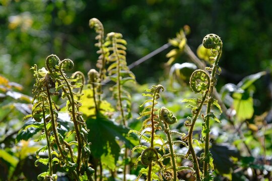 A close-up of young Matteuccia struthiopteris crosier- common names ostrich fern, fiddlehead fern or shuttlecock fern. In Japan it is known as kogomi or kusasotetsu and is eaten every day as vegetable